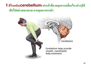 1.ซีรีเบลลัม(cerebellum) ทาหน้ าทีควบคุมการเคลือนไหวต่ างๆให้
                                     ่         ่
  เป็ นไปอย่ างสละสลวย ควบคุมการทรงตัว




                                                           97
 