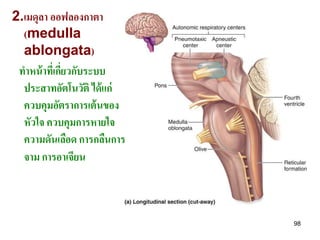 2.เมดุลา ออฟลองกาตา
  (medulla
  ablongata)
 ทาหน้ าทีเ่ กียวกับระบบ
               ่
  ประสาทอัตโนวัติ ได้ แก่
  ควบคุมอัตราการเต้ นของ
  หัวใจ ควบคุมการหายใจ
  ความดันเลือด การกลืนการ
  จาม การอาเจียน



                            98
 