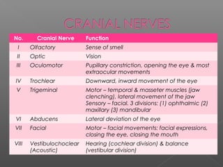 No.      Cranial Nerve     Function
 I     Olfactory           Sense of smell
 II    Optic               Vision
III    Oculomotor          Pupillary constriction, opening the eye & most
                           extraocular movements
IV     Trochlear           Downward, inward movement of the eye
 V     Trigeminal          Motor – temporal & masseter muscles (jaw
                           clenching), lateral movement of the jaw
                           Sensory – facial. 3 divisions: (1) ophthalmic (2)
                           maxillary (3) mandibular
VI     Abducens            Lateral deviation of the eye
VII    Facial              Motor – facial movements: facial expressions,
                           closing the eye, closing the mouth
VIII   Vestibulochoclear   Hearing (cochlear division) & balance
       (Acoustic)          (vestibular division)
 