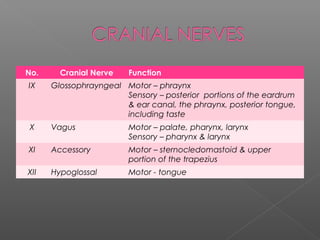 No.     Cranial Nerve   Function
IX    Glossophrayngeal Motor – phraynx
                       Sensory – posterior portions of the eardrum
                       & ear canal, the phraynx, posterior tongue,
                       including taste
X     Vagus             Motor – palate, pharynx, larynx
                        Sensory – pharynx & larynx
XI    Accessory         Motor – sternocledomastoid & upper
                        portion of the trapezius
XII   Hypoglossal       Motor - tongue
 