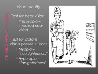 Visual Acuity

-Test   for near vision
    Presbyopia –
        impaired near
        vision

-Test for distant
vision (Snellen’s Chart)
    Myopia –
     “nearsightedness”
    Hyperopia –
        “farsightedness”
 