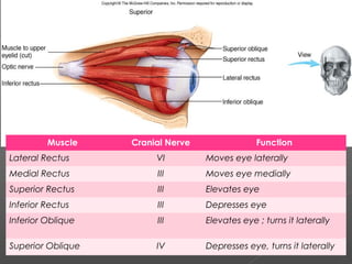 Muscle    Cranial Nerve                Function
Lateral Rectus          VI         Moves eye laterally
Medial Rectus           III        Moves eye medially
Superior Rectus         III        Elevates eye
Inferior Rectus         III        Depresses eye
Inferior Oblique        III        Elevates eye ; turns it laterally

Superior Oblique        IV         Depresses eye, turns it laterally
 