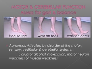 Heel to toe       walk on toes      walk on heels

› Abnormal: Affected by disorder of the motor,
 sensory, vestibular & cerebellar systems
       : drug or alcohol intoxication, motor neuron
 weakness or muscle weakness
 