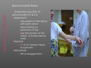 Brachioradialis Reflex

 Evaluates function of
spinal levels C5 & C6
Approach:
     Ask patient to flex elbow
      with palm down
     Hand resting on
      abdomen or lap
     Tap the tendon of the
      radius (2 inches above
      wrist)
Normal:
     1+ to 3+ forearm flexes
      & supinates
Abnormal:
     NR or exaggerated
 