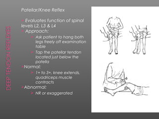 Patellar/Knee Reflex

 Evaluates function of spinal
levels L2, L3 & L4
 Approach:
     Ask patient to hang both
      legs freely off examination
      table
     Tap the patellar tendon
      located just below the
      patella
Normal:
     1+ to 3+, knee extends,
      quadriceps muscle
      contracts
Abnormal:
     NR or exaggerated
 