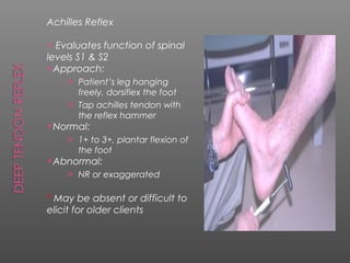 Achilles Reflex

 Evaluates function of spinal
levels S1 & S2
Approach:
     Patient’s leg hanging
      freely, dorsiflex the foot
     Tap achilles tendon with
      the reflex hammer
Normal:
     1+ to 3+, plantar flexion of
       the foot
Abnormal:
     NR or exaggerated

* May be absent or difficult to
elicit for older clients
 