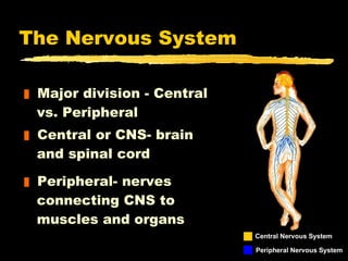 The Nervous System ,[object Object],[object Object],[object Object],Central Nervous System  Peripheral Nervous System   
