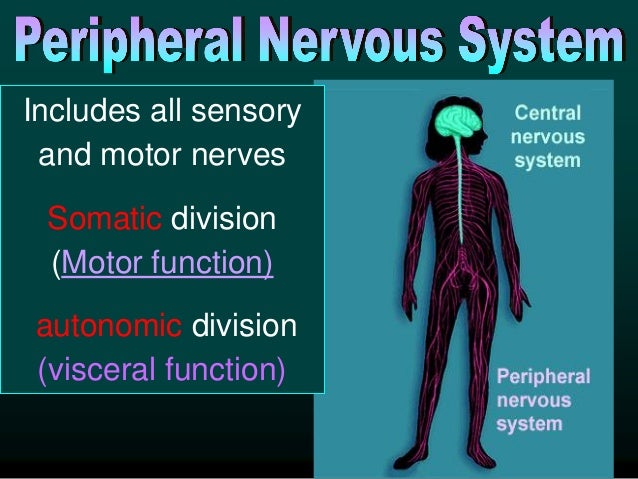 Nervous sytsem DR/Hanaa