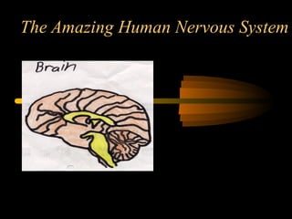 The Amazing Human Nervous System
 