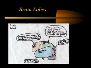 Brain Lobes
 