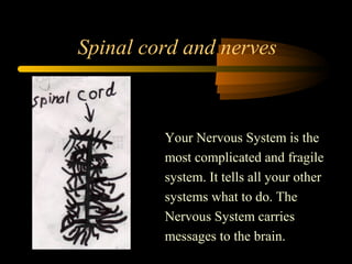 Your Nervous System is the
most complicated and fragile
system. It tells all your other
systems what to do. The
Nervous System carries
messages to the brain.
Spinal cord and nerves
 