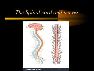 The Spinal cord and nerves
 
