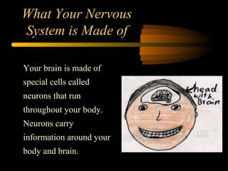 Your brain is made of
special cells called
neurons that run
throughout your body.
Neurons carry
information around your
body and brain.
What Your Nervous
System is Made of
 
