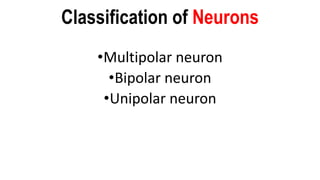 Classification of Neurons
•Multipolar neuron
•Bipolar neuron
•Unipolar neuron
 