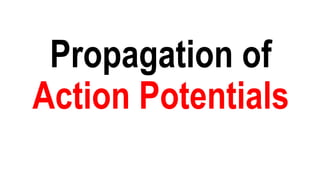 Propagation of
Action Potentials
 