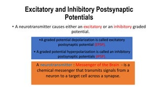 Excitatory and Inhibitory Postsynaptic
Potentials
• A neurotransmitter causes either an excitatory or an inhibitory graded
potential.
A neurotransmitter : Messenger of the Brain - is a
chemical messenger that transmits signals from a
neuron to a target cell across a synapse.
•A graded potential depolarization is called excitatory
postsynaptic potential (EPSP).
• A graded potential hyperpolarization is called an inhibitory
postsynaptic potentials (IPSP).
 