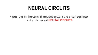 NEURAL CIRCUITS
• Neurons in the central nervous system are organized into
networks called NEURAL CIRCUITS.
 
