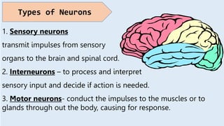 1. Sensory neurons
transmit impulses from sensory
organs to the brain and spinal cord.
2. Interneurons – to process and interpret
sensory input and decide if action is needed.
3. Motor neurons- conduct the impulses to the muscles or to
glands through out the body, causing for response.
Types of Neurons
 
