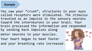 You saw your “crush”, structures in your eyes
called receptors were stimulated. The stimulus
traveled as an impulse in the sensory neurons
toward the interneurons in your brain. Your
brain processed the information and responded
by sending back impulses along
motor neurons to your muscles.
Your heart began to beat faster
and your breathing rate increased.
Example
 
