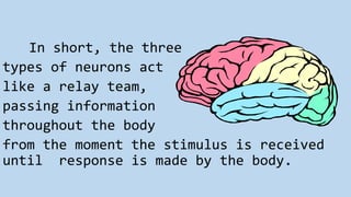 In short, the three
types of neurons act
like a relay team,
passing information
throughout the body
from the moment the stimulus is received
until response is made by the body.
 