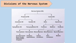 Divisions of the Nervous System
 