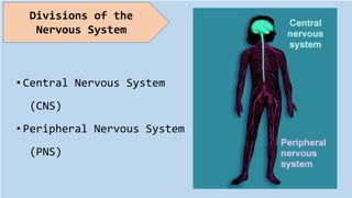 • Central Nervous System
(CNS)
• Peripheral Nervous System
(PNS)
Divisions of the
Nervous System
 