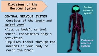 CENTRAL NERVOUS SYSTEM
-Consists of the brain and
spinal cord
-Acts as body’s control
center, coordinates body’s
activities
• Impulses travel through the
neurons in your body to
reach the brain
Divisions of the
Nervous System
 