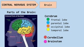 Parts of the Brain:
Cerebrum
frontal lobe
parental lobe
occipital lobe
temporal lobe
Cerebellum
Brainstem
CENTRAL NERVOUS SYSTEM Brain
 