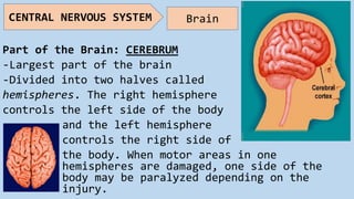 Part of the Brain: CEREBRUM
-Largest part of the brain
-Divided into two halves called
hemispheres. The right hemisphere
controls the left side of the body
and the left hemisphere
controls the right side of
the body. When motor areas in one
hemispheres are damaged, one side of the
body may be paralyzed depending on the
injury.
CENTRAL NERVOUS SYSTEM Brain
 