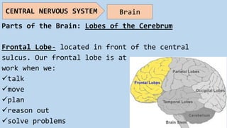 Parts of the Brain: Lobes of the Cerebrum
Frontal Lobe- located in front of the central
sulcus. Our frontal lobe is at
work when we:
talk
move
plan
reason out
solve problems
CENTRAL NERVOUS SYSTEM Brain
 