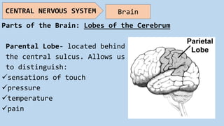 Parts of the Brain: Lobes of the Cerebrum
Parental Lobe- located behind
the central sulcus. Allows us
to distinguish:
sensations of touch
pressure
temperature
pain
CENTRAL NERVOUS SYSTEM Brain
 