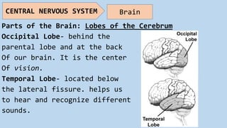 Parts of the Brain: Lobes of the Cerebrum
Occipital Lobe- behind the
parental lobe and at the back
Of our brain. It is the center
Of vision.
Temporal Lobe- located below
the lateral fissure. helps us
to hear and recognize different
sounds.
CENTRAL NERVOUS SYSTEM Brain
 