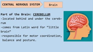 Part of the Brain: CEREBELLUM
-located behind and under the cereb-
rum
-comes from Latin word for “little
brain”
-responsible for motor coordination,
balance and posture.
CENTRAL NERVOUS SYSTEM Brain
 