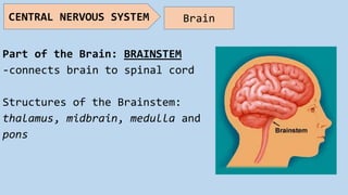 Part of the Brain: BRAINSTEM
-connects brain to spinal cord
Structures of the Brainstem:
thalamus, midbrain, medulla and
pons
CENTRAL NERVOUS SYSTEM Brain
 