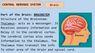 Part of the Brain: BRAINSTEM
Structure of the Brainstem:
Thalamus- acts as a messenger. It
Receives sensory information and
Relay it to the cerebral cortex.
The cerebral cortex also sends
Information to the thalamus. The
Thalamus then transmit the info
To other area of the brain and spinal cord.
CENTRAL NERVOUS SYSTEM Brain
 