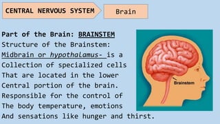Part of the Brain: BRAINSTEM
Structure of the Brainstem:
Midbrain or hypothalamus- is a
Collection of specialized cells
That are located in the lower
Central portion of the brain.
Responsible for the control of
The body temperature, emotions
And sensations like hunger and thirst.
CENTRAL NERVOUS SYSTEM Brain
 