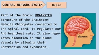 Part of the Brain: BRAINSTEM
Structure of the Brainstem:
Medulla Oblongata- connected to
The spinal cord. It regulates our
And heartbeat rate. It also regu-
Lates bloodflow in the blood
Vessels by allowing their
Contraction and expansion.
CENTRAL NERVOUS SYSTEM Brain
 