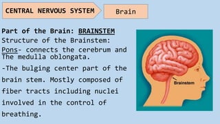 Part of the Brain: BRAINSTEM
Structure of the Brainstem:
Pons- connects the cerebrum and
The medulla oblongata.
-The bulging center part of the
brain stem. Mostly composed of
fiber tracts including nuclei
involved in the control of
breathing.
CENTRAL NERVOUS SYSTEM Brain
 
