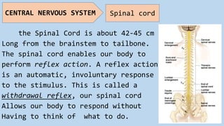 the Spinal Cord is about 42-45 cm
Long from the brainstem to tailbone.
The spinal cord enables our body to
perform reflex action. A reflex action
is an automatic, involuntary response
to the stimulus. This is called a
withdrawal reflex, our spinal cord
Allows our body to respond without
Having to think of what to do.
CENTRAL NERVOUS SYSTEM Spinal cord
 
