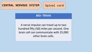 CENTRAL NERVOUS SYSTEM Spinal cord
BIO- TRIVIA
A nerve impulse can travel up to two
hundred fifty (50) miles per second. One
brain cell can communicate with 25,000
other brain cells.
 