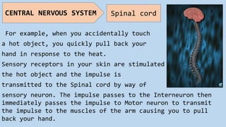 For example, when you accidentally touch
a hot object, you quickly pull back your
hand in response to the heat.
Sensory receptors in your skin are stimulated by
the hot object and the impulse is
transmitted to the Spinal cord by way of
sensory neuron. The impulse passes to the Interneuron then
immediately passes the impulse to Motor neuron to transmit
the impulse to the muscles of the arm causing you to pull
back your hand.
CENTRAL NERVOUS SYSTEM Spinal cord
 