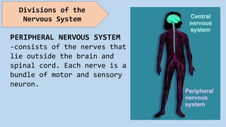 PERIPHERAL NERVOUS SYSTEM
-consists of the nerves that
lie outside the brain and
spinal cord. Each nerve is a
bundle of motor and sensory
neuron.
Divisions of the
Nervous System
 