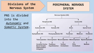 PNS is divided
into the
Autonomic and
Somatic System.
Divisions of the
Nervous System
PERIPHERAL NERVOUS
SYSTEM
 