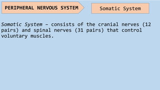 Somatic System – consists of the cranial nerves (12
pairs) and spinal nerves (31 pairs) that control
voluntary muscles.
PERIPHERAL NERVOUS SYSTEM Somatic System
 