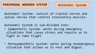 Autonomic System- consist of cranial nerves and
spinal nerves that control involuntary muscles.
Autonomic System is sub-divided into:
• Sympathetic System- works during emergency
situations that cause stress and require us to
fight or take flight
• Parasympathetic System- works during nonemergency
situation that allows us to rest and digest.
PERIPHERAL NERVOUS SYSTEM Autonomic System
 