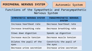 Functions of the Sympathetic and Parasympathetic
Nervous System
PERIPHERAL NERVOUS SYSTEM Autonomic System
SYMPATHETIC NERVOUS SYSTEM PARASYMPATHETIC NERVOUS
SYSTEM
Increase heartbeat rate Decrease heartbeat rate
Increase breathing rate Decrease breathing rate
Slows down digestion Speeds up digestion
Increase muscle tension Decrease muscle tension
Dilates the pupil of the
eyes
Constricts the pupil of
the eyes
Decrease urine secretion Increase urine secretion
 
