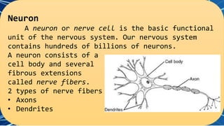 Neuron
A neuron or nerve cell is the basic functional
unit of the nervous system. Our nervous system
contains hundreds of billions of neurons.
A neuron consists of a
cell body and several
fibrous extensions
called nerve fibers.
2 types of nerve fibers
• Axons
• Dendrites
 
