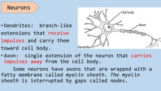 • Dendrites: branch-like
extensions that receive
impulses and carry them
toward cell body.
• Axon: single extension of the neuron that carries
impulses away from the cell body.
Some neurons have axons that are wrapped with a
fatty membrane called myelin sheath. The myelin
sheath is interrupted by gaps called nodes.
Neurons
 