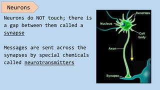 Neurons do NOT touch; there is
a gap between them called a
synapse
Messages are sent across the
synapses by special chemicals
called neurotransmitters
Neurons
 