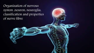 Organization of nervous
system ,neuron, neuroglia,
classification and properties
of nerve fibre
 